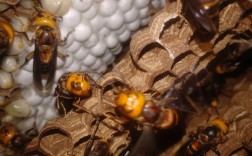 胡蜂人工养殖技术难点有哪些？