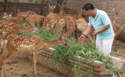 农广天地野鸡养殖技术怎么学？