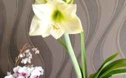 朱顶红单瓣前十名，哪些才是真正TOP级？