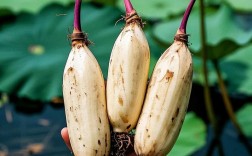 哪种莲藕品种最贵？