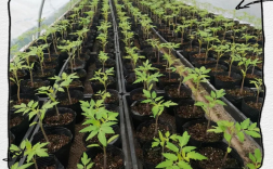 番茄育苗技术有哪些关键要点？