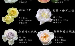 哪些大灌月季品种值得种植？