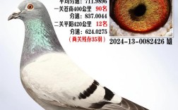 2025江西肉鸽价格