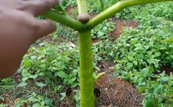 磨玉种植技术有哪些关键步骤？