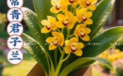 君子兰哪个品种颜值最高？