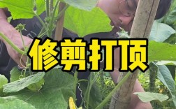 夏季种植吊冬瓜技术视频