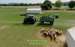 美国生猪养殖技术视频有何核心要点？