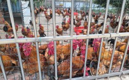 2025广西公鸡价格会涨还是跌？