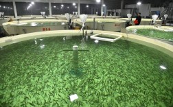 人工鱼苗培育技术如何优化草鱼生长？