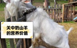 哪种羊品种长得快又大？