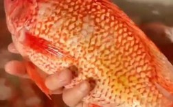 广东红罗非鱼价格行情