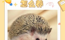 CCTV7刺猬养殖技术有哪些关键要点？