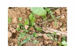 室内荠菜怎么种植技术