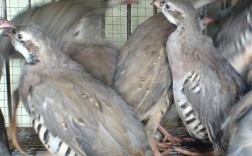 鹧鸪苗新品种饲养有何优势？