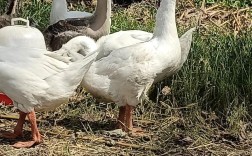 吉林白鹅是哪个品种？
