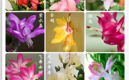 蟹爪兰品种有哪些？常见品种图片及说明？