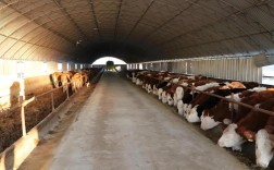 中山肉牛催肥技术有哪些关键要点？