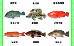 野生石斑鱼有哪些常见品种？