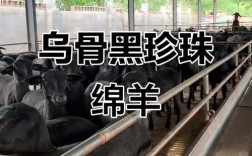 黑绵羊有哪些品种？