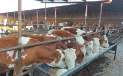 我国肉牛养殖技术水平如何提升？