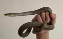 哪种无毒蛇养殖最赚钱？