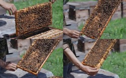 哪里能下载养蜂技术高清视频？