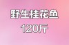 2025合肥桂鱼价格会涨还是跌？