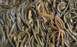 鳝鱼养殖开口怎么操作？