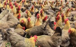 进口鸡与本土品种，哪种更适合本土养殖？