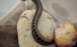 刺鳅养殖技术与前景如何？