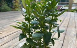 金鱼草有哪些主要栽培品种？