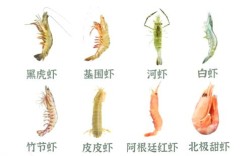 大龙虾有哪些常见品种？