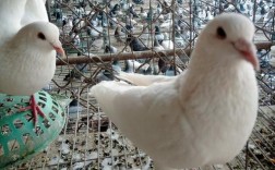 白羽王鸽养殖技术视频怎么学？