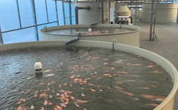 池塘高效养鱼技术视频，有哪些关键要点？