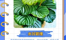 青苹果竹芋养护管理技术要点有哪些？