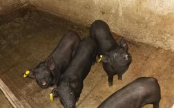 目前生长最快的黑猪品种是哪个？