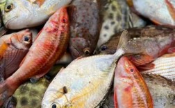 南方河里野杂鱼品种到底有多少种？