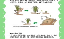 韭菜夏季怎么种植技术