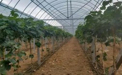 葡萄大棚种植技术视频，关键点有哪些？