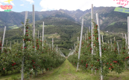 苹果四种植技术视频，有哪些关键点？