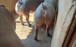 杜洛克母猪养殖技术关键点有哪些？