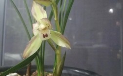 什么兰花品种最经典？