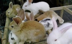 放养兔子怎么养殖技术