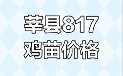 山东817鸡苗今日价格多少？