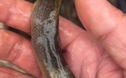 南宁泥鳅价格现在多少？