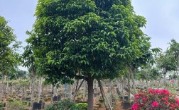 珍贵树种有哪些常见品种？