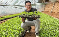 海南哈蜜瓜种植技术要点有哪些？