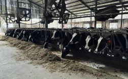 云南奶牛养殖技术扶持有哪些具体措施？