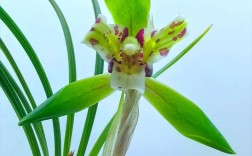 可以买到的名贵花品种