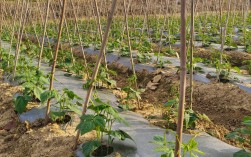 扁豆大棚种植技术视频，关键要点有哪些？